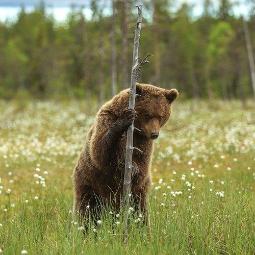Таёжные встречи
