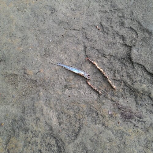 dead fish