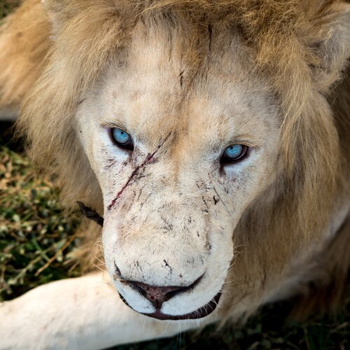 White lion