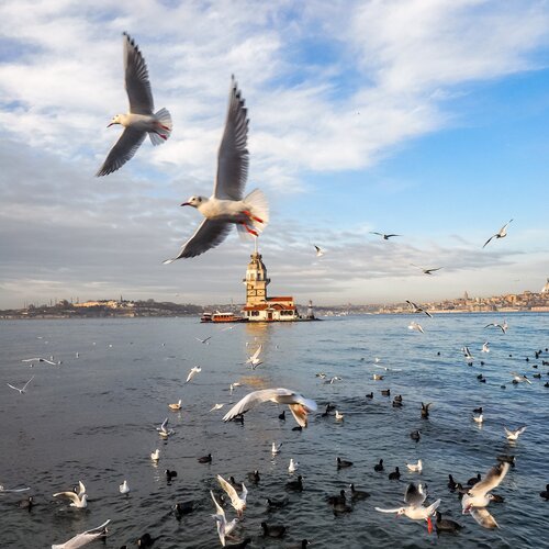 Seagulls of Istanbul