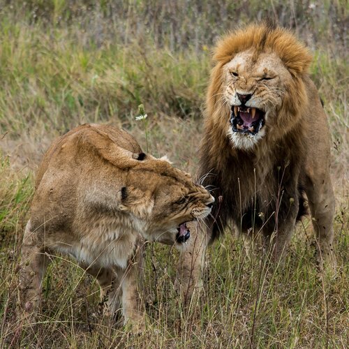 Lions