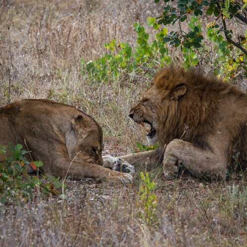 Lions