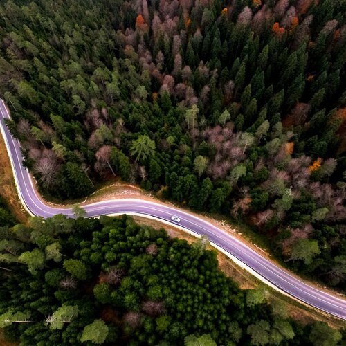 Forest Road