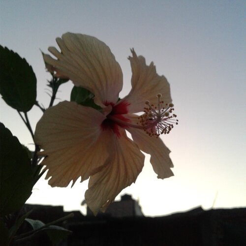 beauty of evening