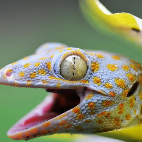 An angry Gecko