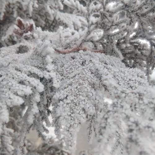 Снег