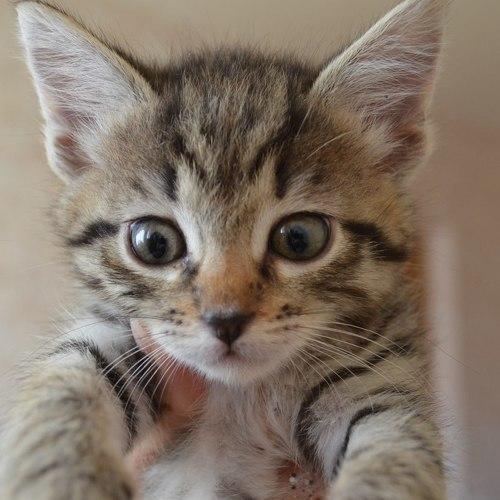 Котэ
