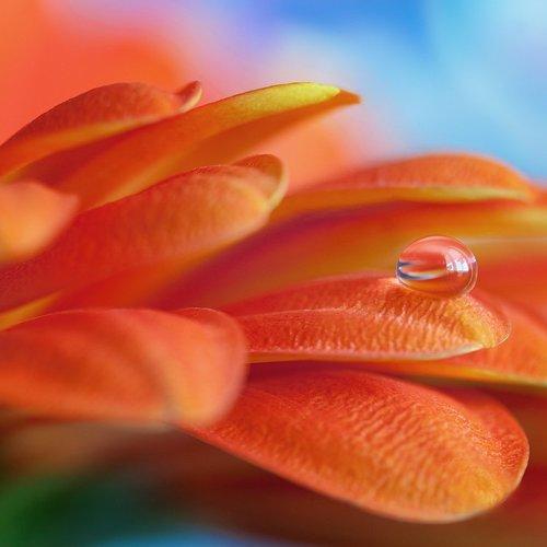Water Droplet on Gerbera Daisy Petals