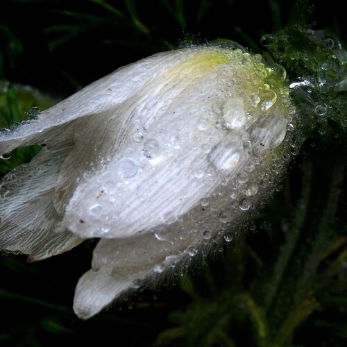 Dewy