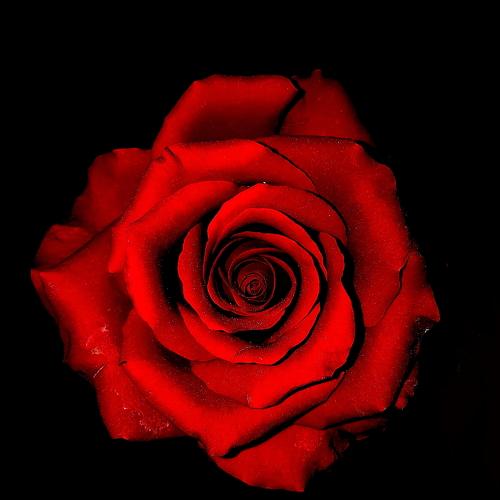 Red Rose