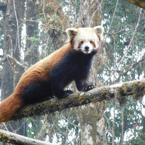 The Sweet Red Panda