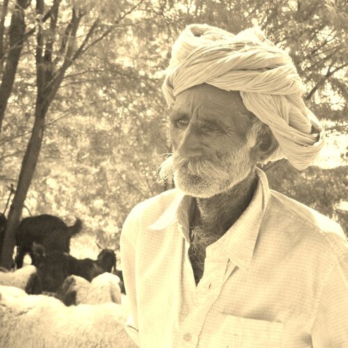 A shepherd