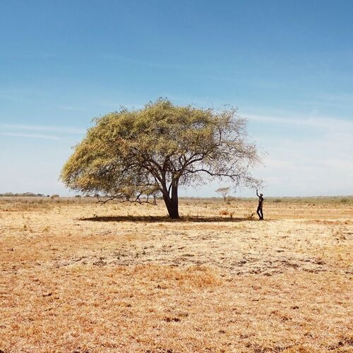 human and trees