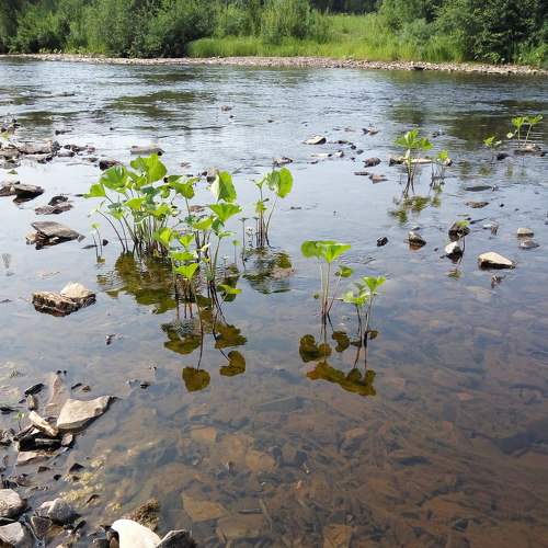 река Чуть