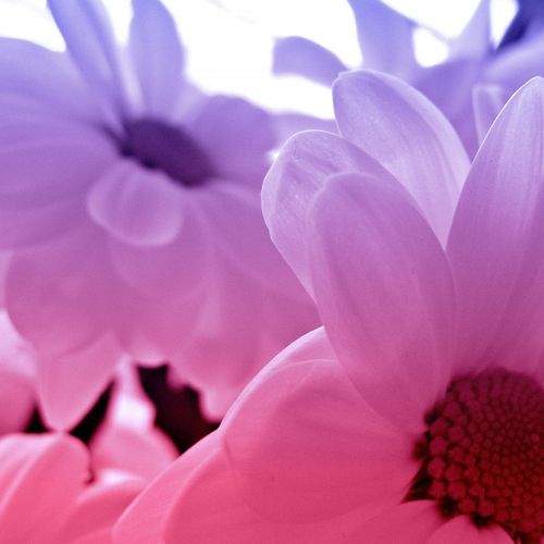 Photo #1689035