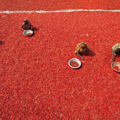 red chilli