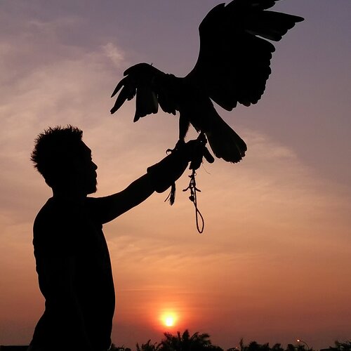 fly like an eagle