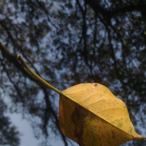 FALLS the last leaf...