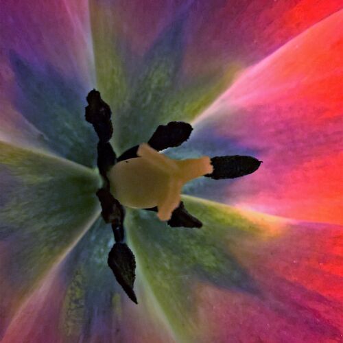 tulip