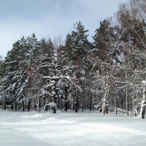 Живописная лыжня