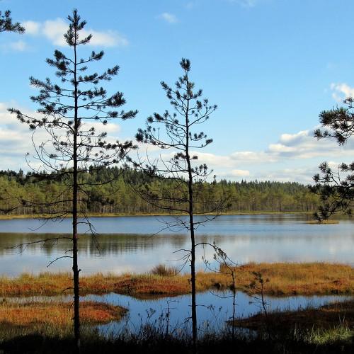 болото Ламмин-Суо