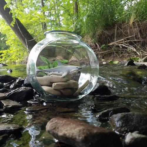 Fishbowl ocean