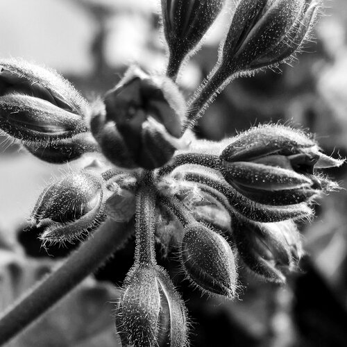 budding beauty