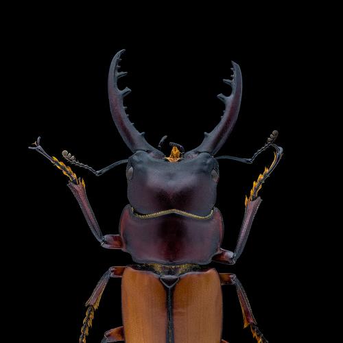 Stag beetle ( Prosopocoilus bruijni )