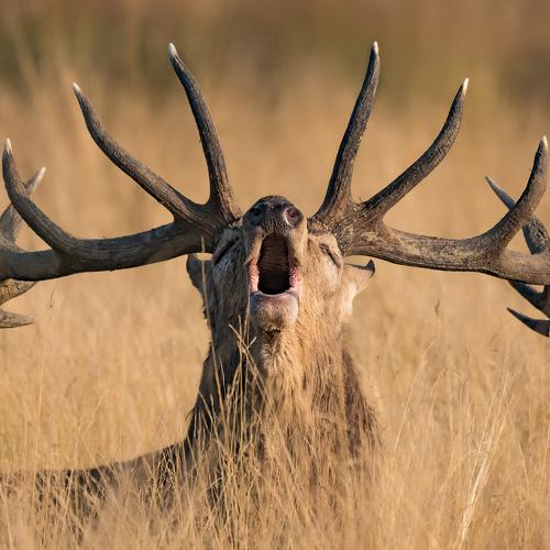 Ready to Rut