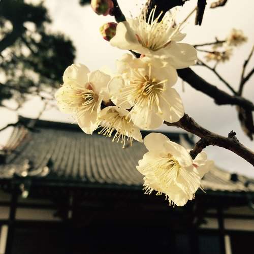 Beautiful Japan