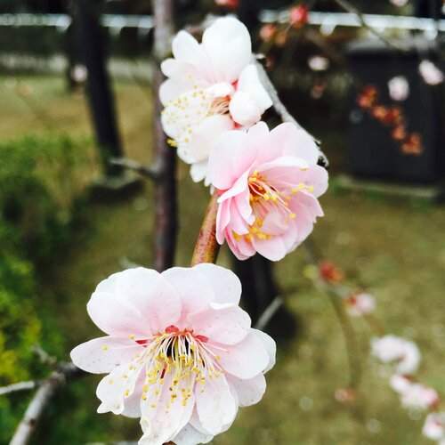 Beautiful Japan