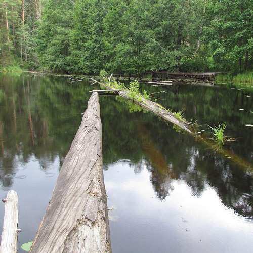Лесное озеро
