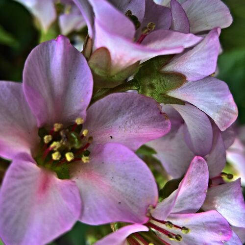 spring