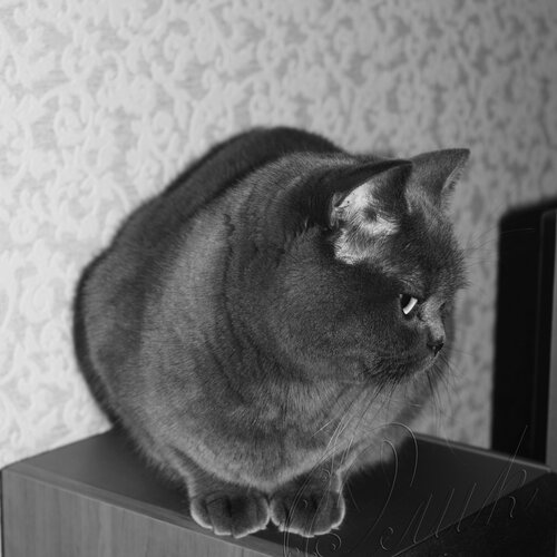 Меховой шарик)))