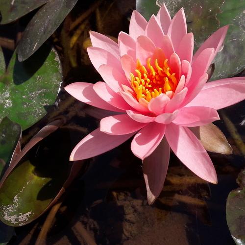 Smiling lotus!