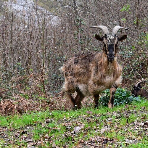 Curios Goat