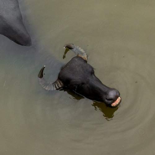 Buffalo bathing