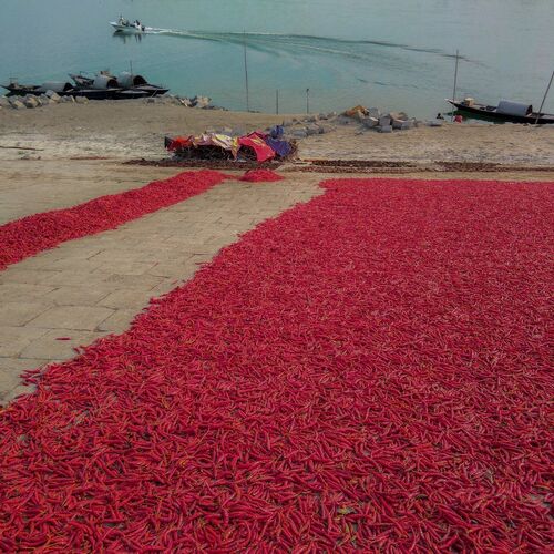 Carpet of Red