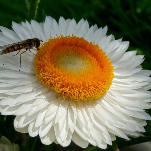 Helichrysum