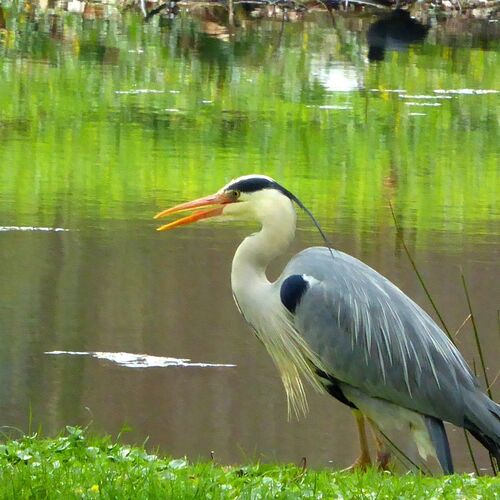 Heron