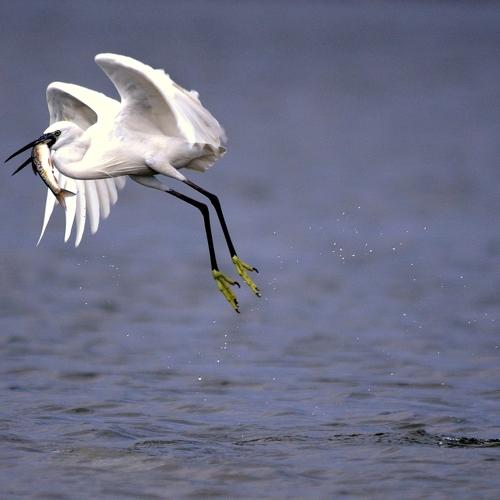 Flying Bird with Catch