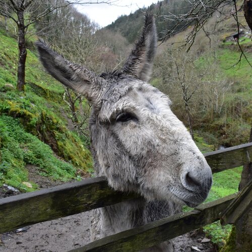 Donkey