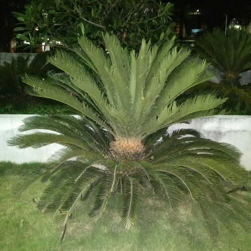 Exclusive plant