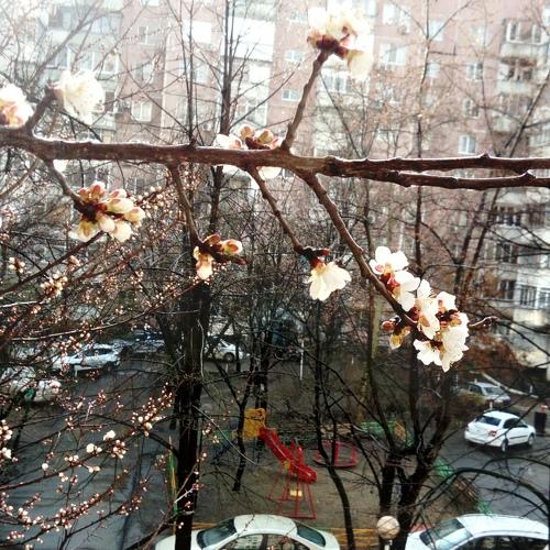 Весна в Краснодаре