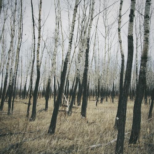 Апрельский день