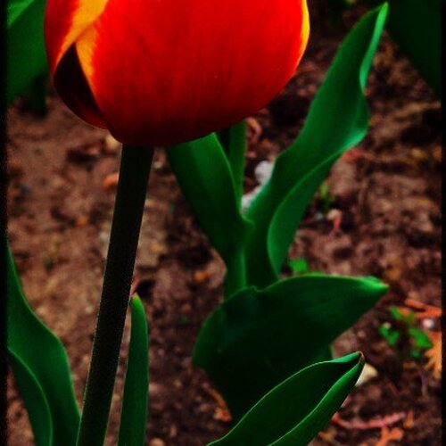 Tulips