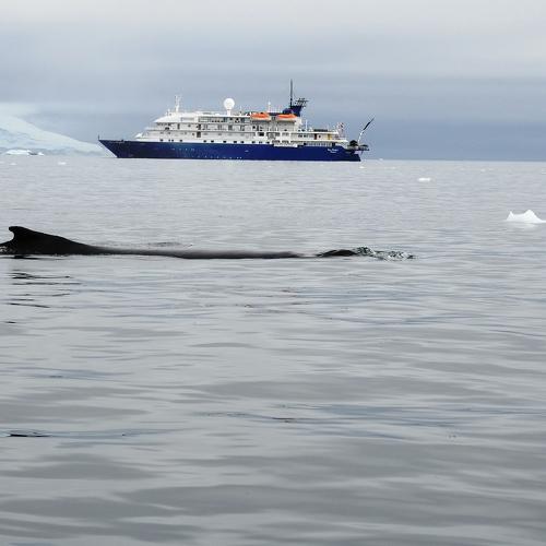 The humpback whale and ship