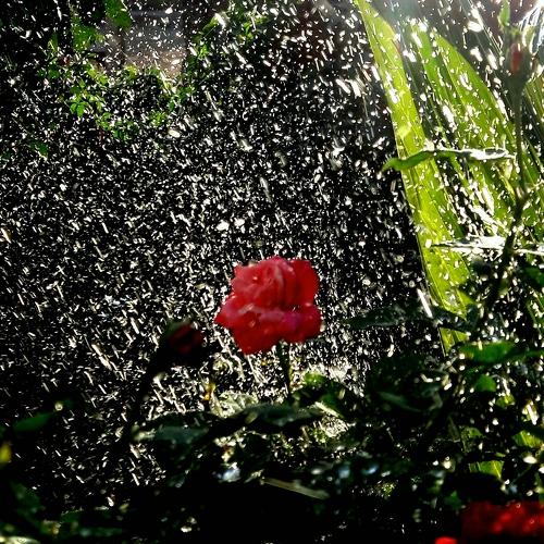 Little rose with drops