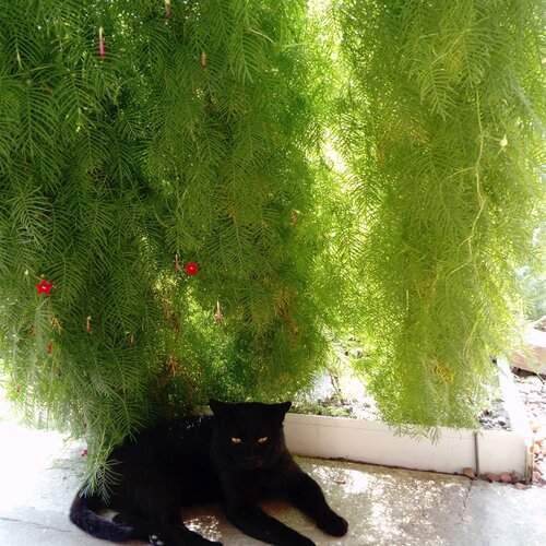 Притомился
