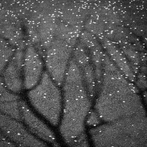 fallen shadows of the spring